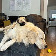 Umy Et Ella a rejoint le concours — aidez-le/la à gagner de superbes lots ! dog, pug, golden_retriever, couch, living_room, sleeping, resting, wooden_floor, lemon, pet, indoor, furniture, cozy, animal, companion, cute, relaxation, household, domestic, friendship