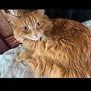 Chaos joined the competition — help win amazing prizes! animal, blanket, cat, closeup, curious, cute, domestic, ears, feline, fluffy, fur, green_eyes, indoor, mammal, orange_cat, pet, plaid, relaxed, resting, whiskers