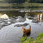 Taïko participe au concours pour gagner de l'argent avec cette photo : animal, canine, daylight, dog, grass, greenery, leash, mud, nature, outdoor, park, pond, quiet, reflection, riverbank, scenery, summer, trees, water, wildlife