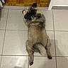 Aïko participe au concours pour gagner de l'argent avec cette photo : puppy, dog, tile_floor, indoor, looking_back, fluffy, pet, animal, curious, relaxing, canine, young_dog, paw, tail, fur, home, brown, black, cute, companion
