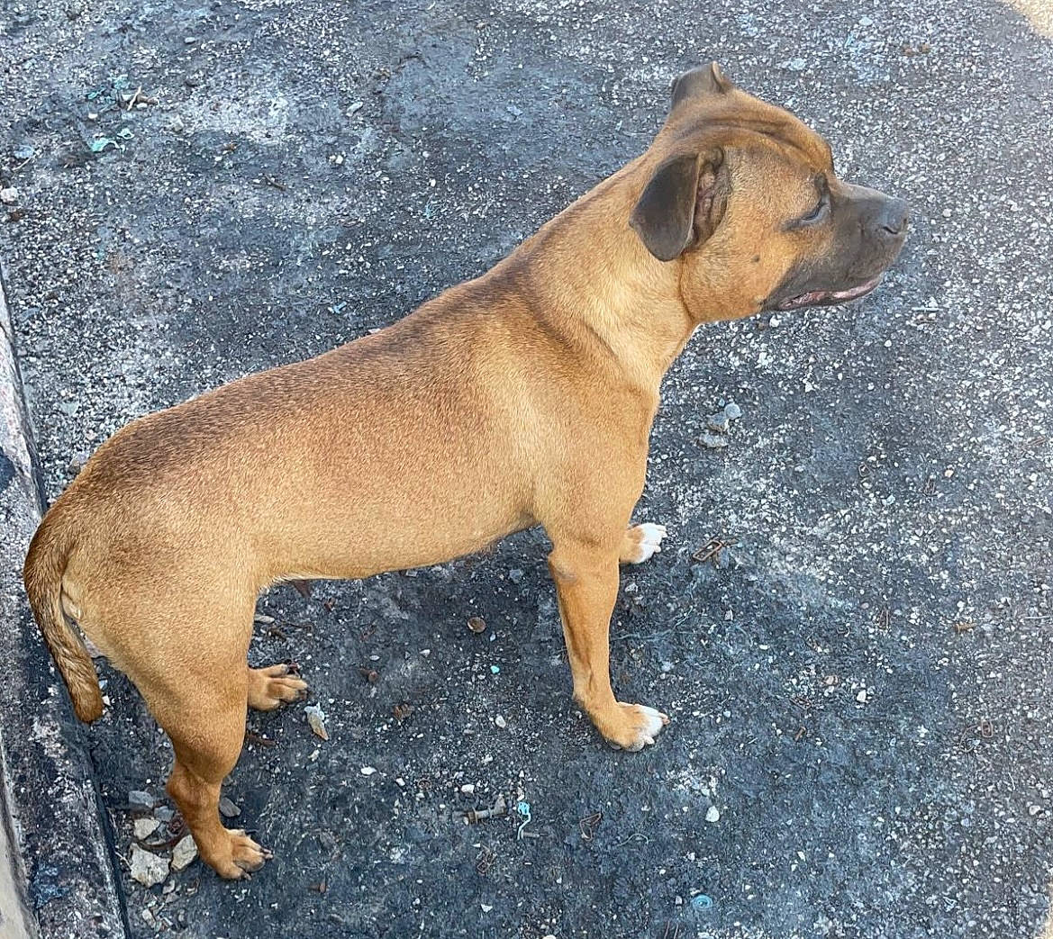 Russia a rejoint le concours — aidez-le/la à gagner de superbes lots ! ancient_dog_breeds, canidae, carnivore, companion_dog, dog, dog_breed, fawn, hunting_dog, liver, non_sporting_group, paw, road_surface, snout, sporting_group, tail, terrestrial_animal, working_animal, working_dog