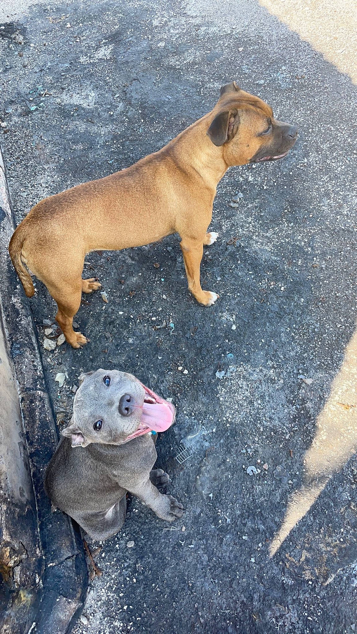 Russia a rejoint le concours — aidez-le/la à gagner de superbes lots ! ancient_dog_breeds, canidae, carnivore, companion_dog, dog, dog_breed, fawn, mammal, non_sporting_group, paw, puppy, road_surface, snout, sporting_group, tail, terrestrial_animal, toy_dog, vertebrate, working_animal