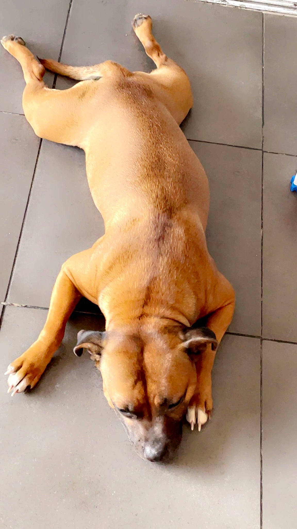 Russia a rejoint le concours — aidez-le/la à gagner de superbes lots ! ancient_dog_breeds, canidae, carnivore, companion_dog, dog, dog_breed, dog_supply, fawn, flooring, liver, non_sporting_group, paw, snout, sporting_group, terrestrial_animal, working_animal, working_dog