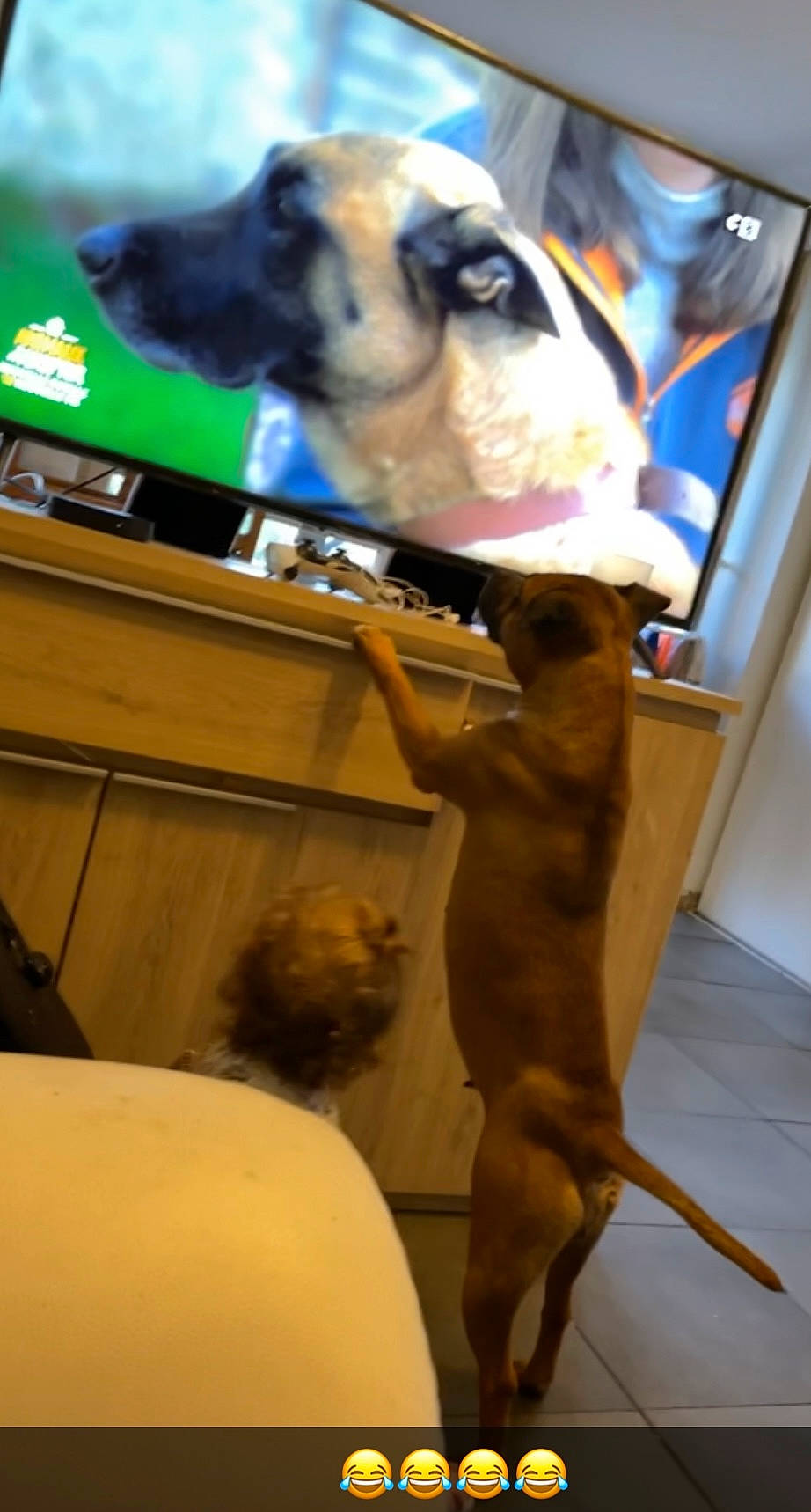 Russia a rejoint le concours — aidez-le/la à gagner de superbes lots ! art, canidae, carnivore, collar, companion_dog, dog, dog_breed, fawn, flooring, fun, fur, liver, non_sporting_group, pet_supply, snout, sporting_group, tail, toy_dog, working_animal