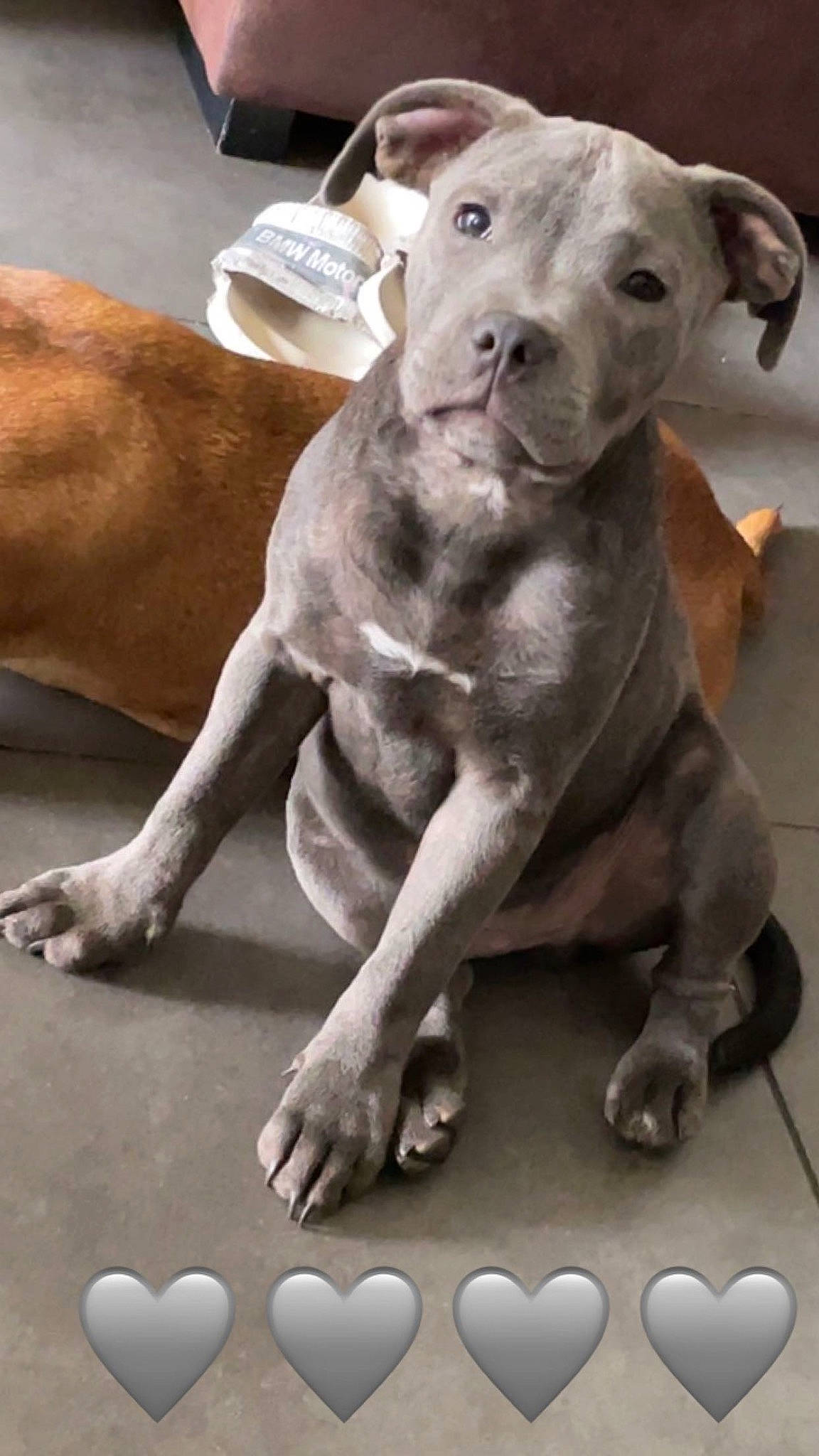 Urso participe au concours pour gagner de l'argent avec cette photo : ancient_dog_breeds, canidae, carnivore, companion_dog, cordoba_fighting_dog, dog, dog_breed, dog_collar, fawn, foot, guard_dog, liver, non_sporting_group, pet_supply, snout, sporting_group, terrestrial_animal, whiskers, working_animal, working_dog