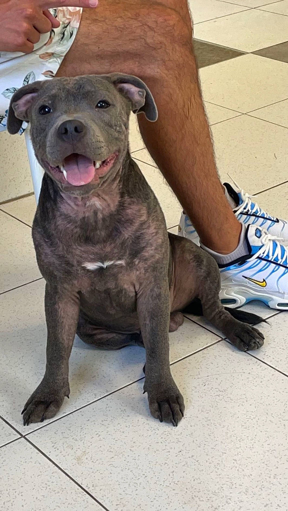 Urso a rejoint le concours — aidez-le/la à gagner de superbes lots ! canidae, carnivore, collar, companion_dog, dog, dog_breed, dog_collar, fawn, foot, fur, human_leg, liver, molosser, outdoor_shoe, snout, sporting_group, terrestrial_animal, walking_shoe, whiskers, working_animal