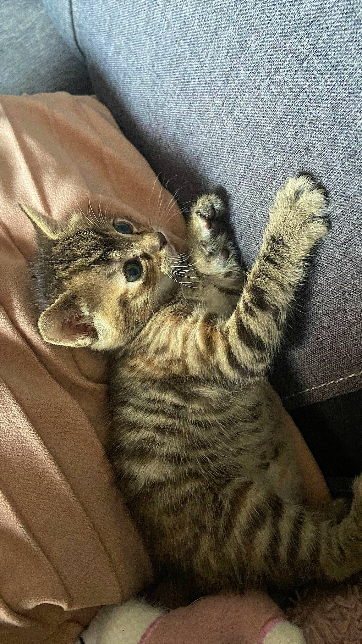 Perle participe au concours pour gagner de l'argent avec cette photo : carnivore, cat, claw, comfort, domestic_short_haired_cat, felidae, fur, grey, linens, nap, paw, small_to_medium_sized_cats, snout, tail, terrestrial_animal, whiskers