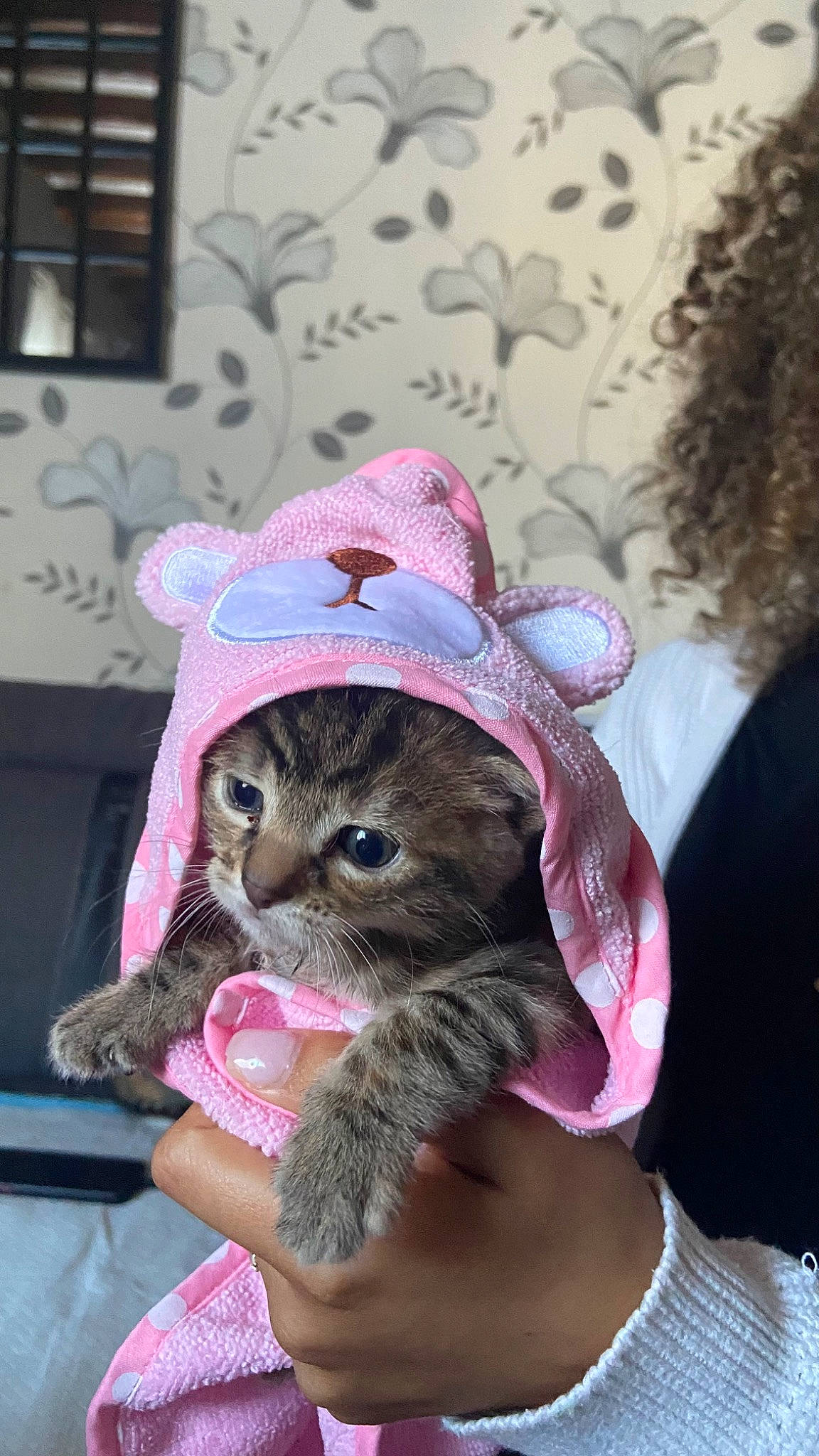 Perle a rejoint le concours — aidez-le/la à gagner de superbes lots ! cap, carnivore, cat, costume_hat, doll, fashion_accessory, fawn, fedora, felidae, fur, hat, magenta, pink, plush, purple, small_to_medium_sized_cats, stuffed_toy, sun_hat, toy, whiskers