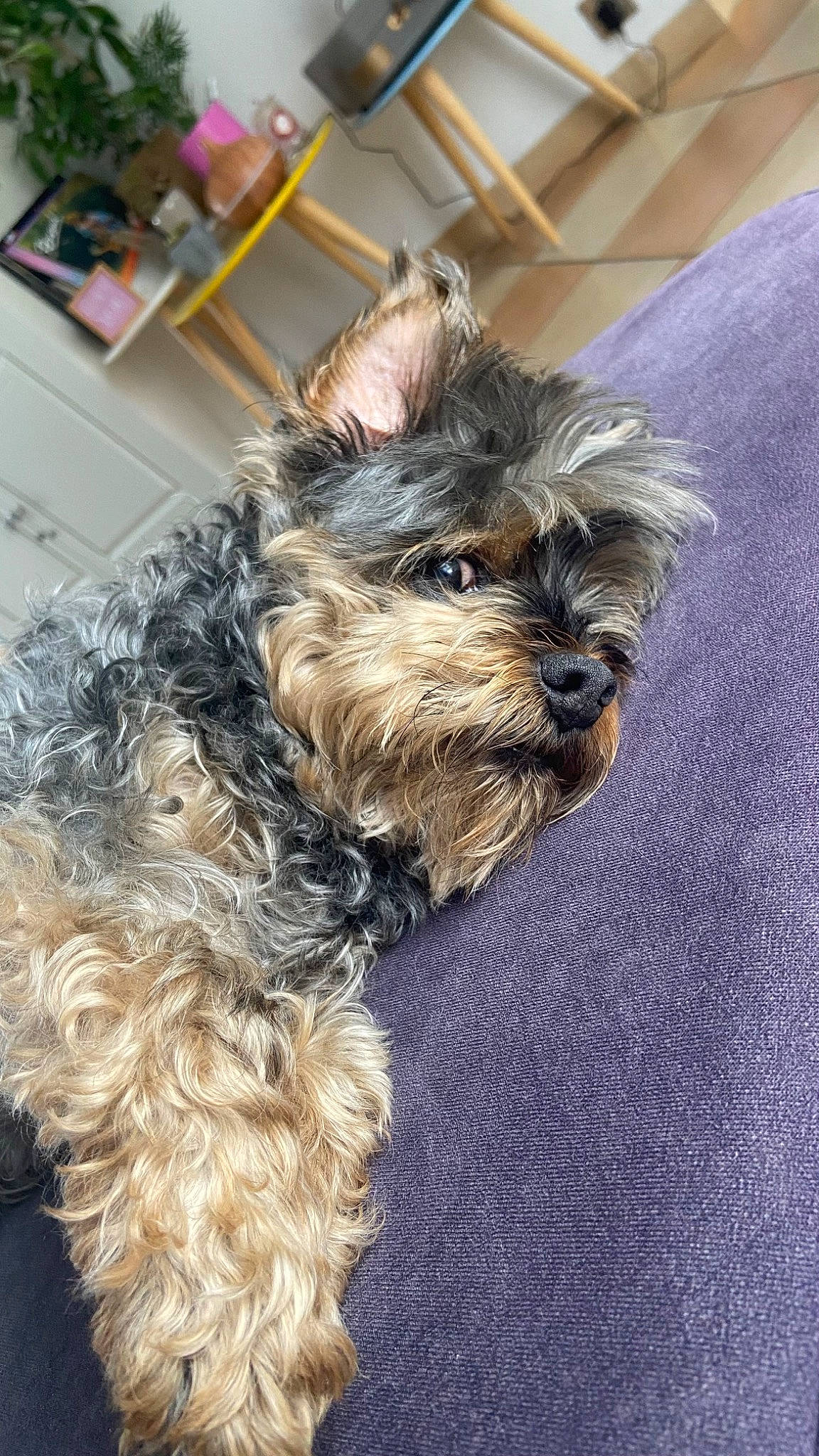 Franklin participe au concours pour gagner de l'argent avec cette photo : biewer_terrier, canidae, carnivore, companion_dog, dog, dog_breed, dog_supply, ear, fur, liver, maltepoo, small_terrier, snout, sporting_group, terrier, toy_dog, water_dog, whiskers, working_animal, yorkipoo