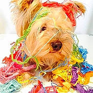 Angélina participe au concours pour gagner de l'argent avec cette photo : dog, yarn, colorful, mess, tangled, cute, fluffy, pet, animal, playful, indoors, closeup, messy, funny, bright_colors, nose, fur, head, paws, white_background