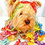 dog, yarn, colorful, mess, tangled, cute, fluffy, pet, animal, playful, indoors, closeup, messy, funny, bright_colors, nose, fur, head, paws, white_background
