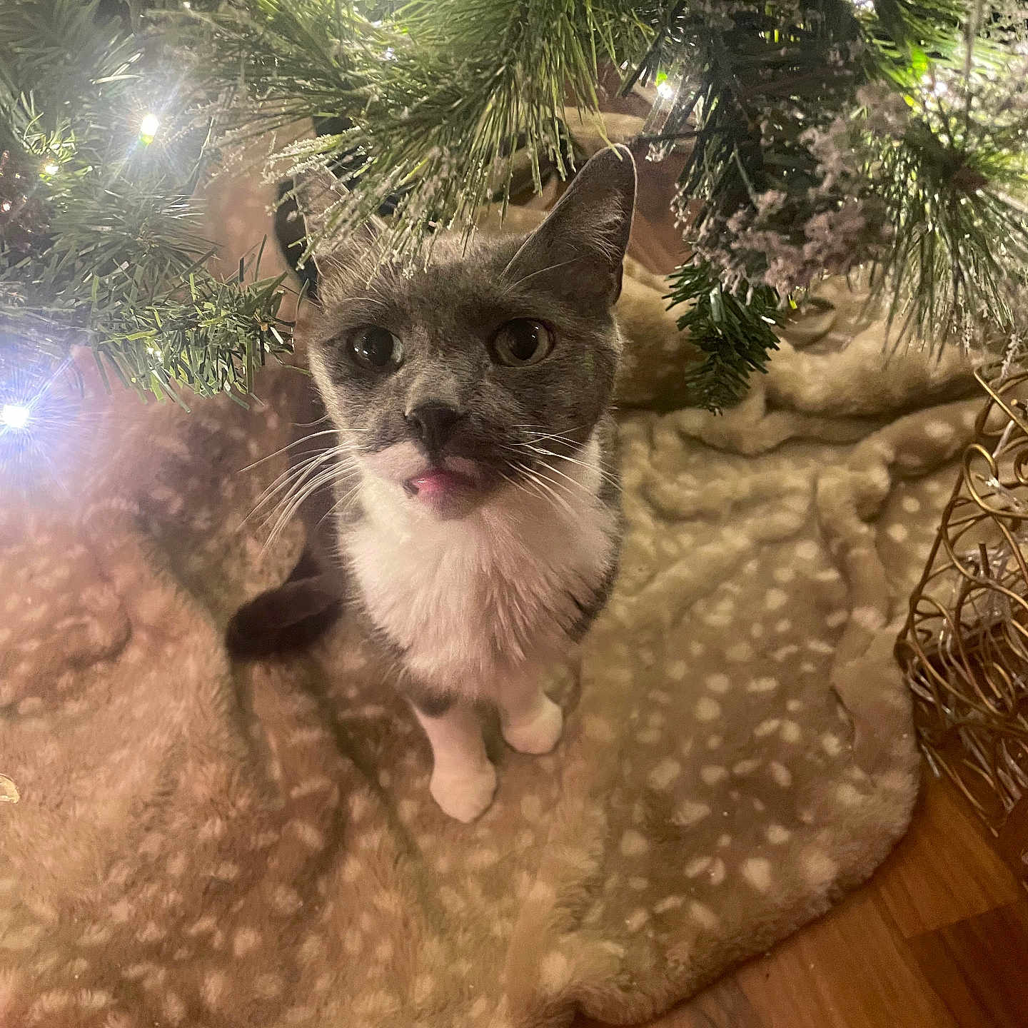 Poncho joined the competition — help win amazing prizes! cat, christmas_tree, tree_lights, tree_skirt, wood_floor, indoor, festive, decorations, pet, curious, tongue_out, cute, feline, animal, holiday, pine_branches, cozy, warm_lighting, whiskers, closeup