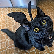 Chichi is registered to the contest to win money with this photo: bat_wings, black_cat, cat, close_up, collar, costume, curious, cute, ears, feline, fur, indoor, looking_up, pet, playful, portrait, sitting, tile_floor, whiskers, yellow_eyes