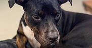 Mila joined the competition — help win amazing prizes! dog, black_dog, brown_dog, pet, indoor, blanket, furniture, canine, relaxed, lying_down, domestic_animal, cozy, living_room, animal, mammal, ears, paw, fur, companion, resting
