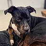 dog, black_dog, brown_dog, pet, indoor, blanket, furniture, canine, relaxed, lying_down, domestic_animal, cozy, living_room, animal, mammal, ears, paw, fur, companion, resting