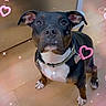 Mila is registered to the contest to win money with this photo: dog, black_dog, brown_dog, white_chest, sitting, wooden_floor, indoor, collar, pet, canine, ears_up, looking_up, adorable, sparkle_effect, heart_effect, cute, animal, domestic, companion, floor