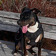 Mila is registered to the contest to win money with this photo: dog, black_dog, white_dog, bench, wooden_bench, harness, leash, tongue_out, outdoor, nature, autumn, shrubs, wooden_planks, pet, canine, sunlight, sitting, happy, daytime, animal