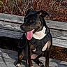 dog, black_dog, white_dog, bench, wooden_bench, harness, leash, tongue_out, outdoor, nature, autumn, shrubs, wooden_planks, pet, canine, sunlight, sitting, happy, daytime, animal