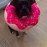 Mila is registered to the contest to win money with this photo: dog, black_dog, donut_collar, pet, kitchen, wooden_floor, flooring, appliance, stove, domestic_animal, looking_up, indoor, cute, animal_accessory, pink, sprinkles, ears, paws, face, pet_costume
