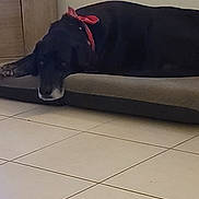 Blacky a rejoint le concours — aidez-le/la à gagner de superbes lots ! dog, black_dog, indoor, lying_down, bandana, pet_bed, floor_tiles, wooden_door, resting, animal, canine, tired, relaxed, domestic_animal, mammal, side_view, collar, quiet, calm, home