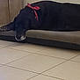 dog, black_dog, indoor, lying_down, bandana, pet_bed, floor_tiles, wooden_door, resting, animal, canine, tired, relaxed, domestic_animal, mammal, side_view, collar, quiet, calm, home
