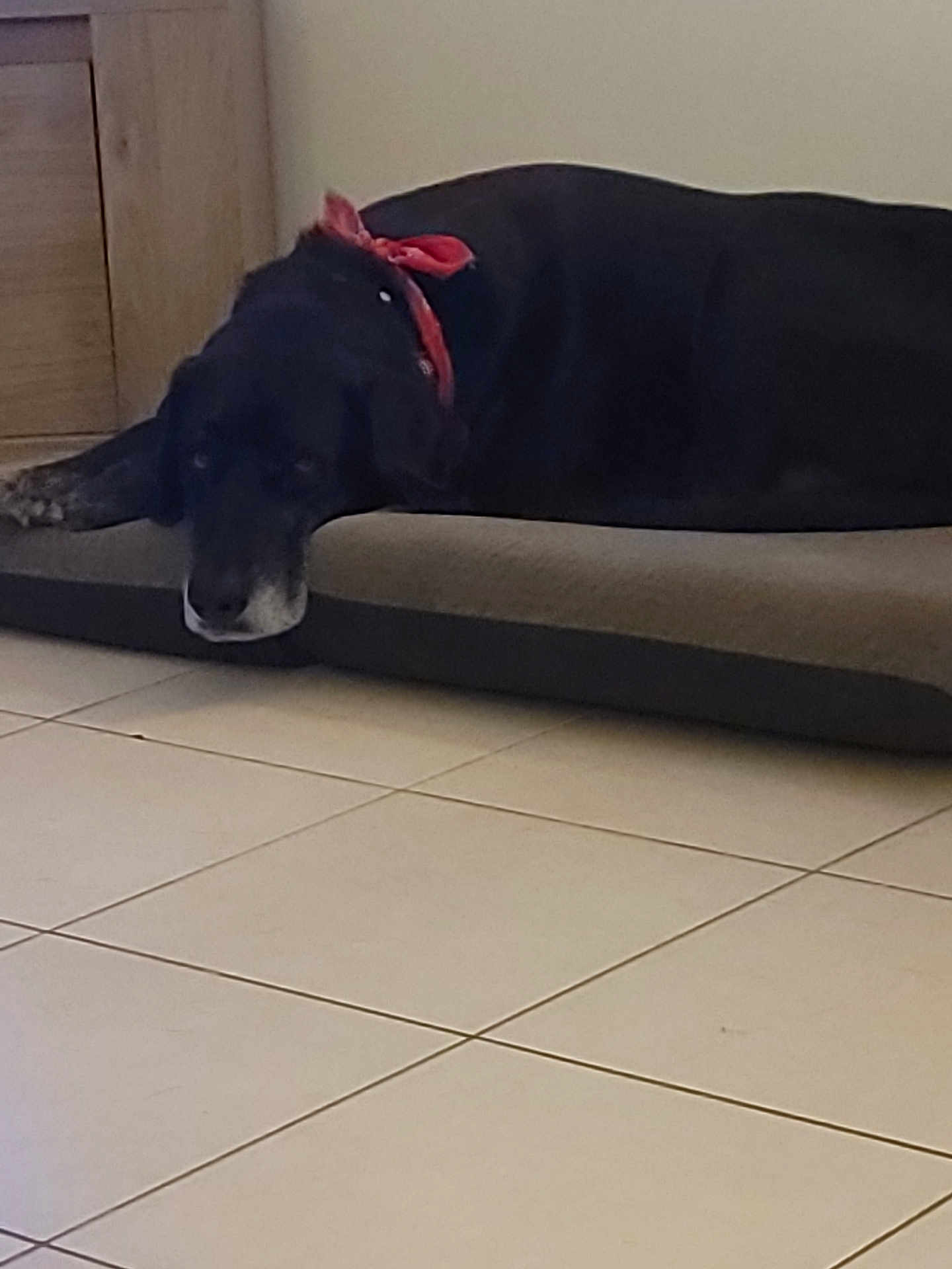Blacky a rejoint le concours — aidez-le/la à gagner de superbes lots ! dog, black_dog, indoor, lying_down, bandana, pet_bed, floor_tiles, wooden_door, resting, animal, canine, tired, relaxed, domestic_animal, mammal, side_view, collar, quiet, calm, home
