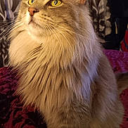 Precious joined the competition — help win amazing prizes! animal, bedspread, cat, close_up, cozy, curious, domestic_cat, feline, fluffy, furry, golden_eyes, indoor, long_hair, mammal, pet, portrait, sitting, soft_texture, warm_lighting, whiskers