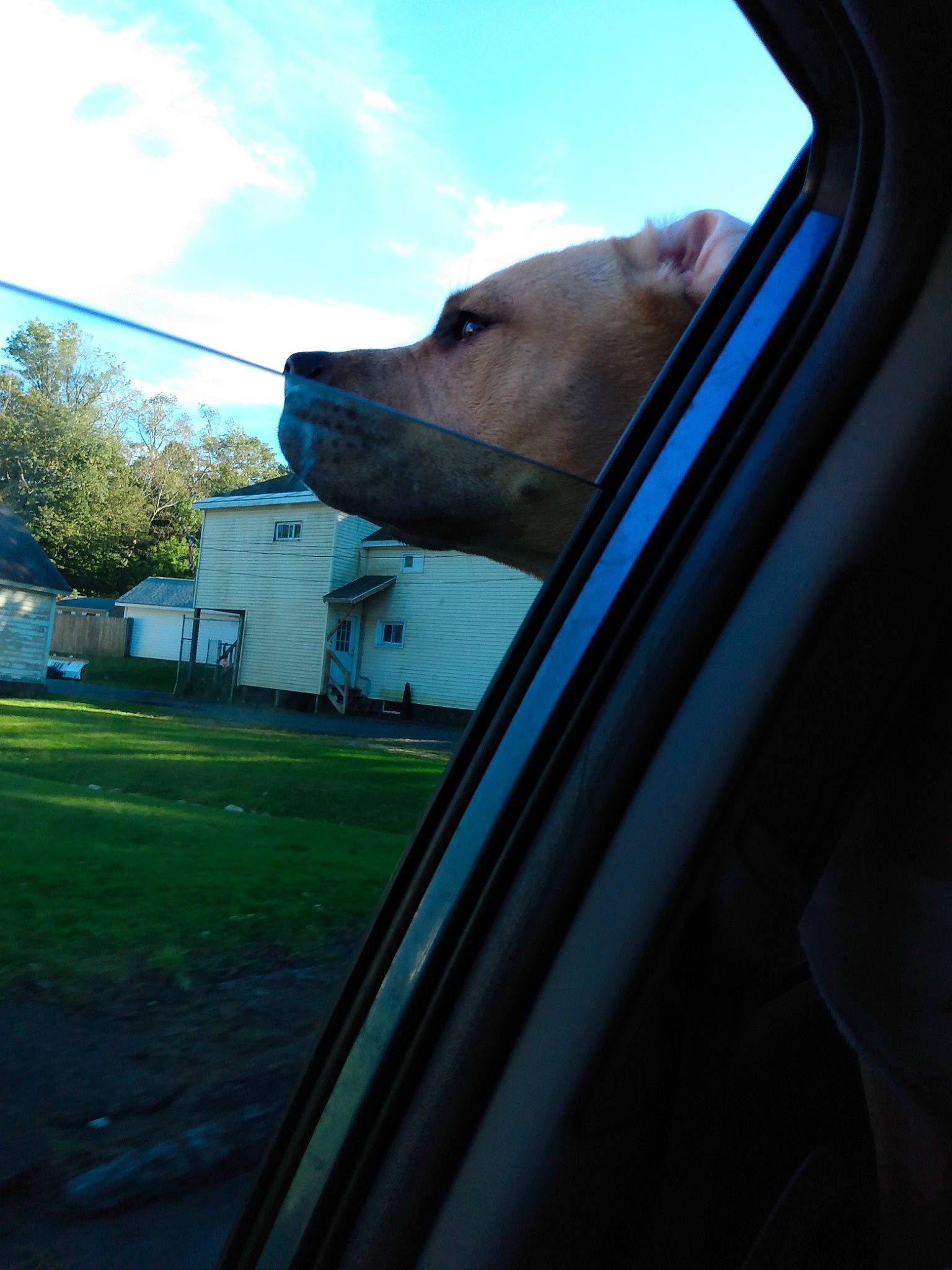 Percy is registered to the contest to win money with this photo: automotive_exterior, automotive_lighting, automotive_mirror, building, carnivore, cloud, dog, dog_breed, fawn, hood, motor_vehicle, plant, rear_view_mirror, sky, tints_and_shades, tree, vehicle, vehicle_door, window, windscreen_wiper