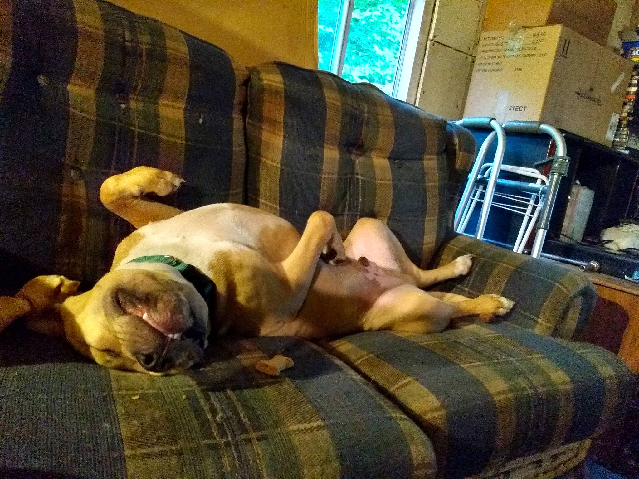 Percy joined the competition — help win amazing prizes! carnivore, comfort, companion_dog, couch, dog, dog_breed, fawn, furniture, human_leg, lamp, linens, living_room, plaid, room, sitting, sofa_bed, sporting_group, studio_couch, tartan, working_animal