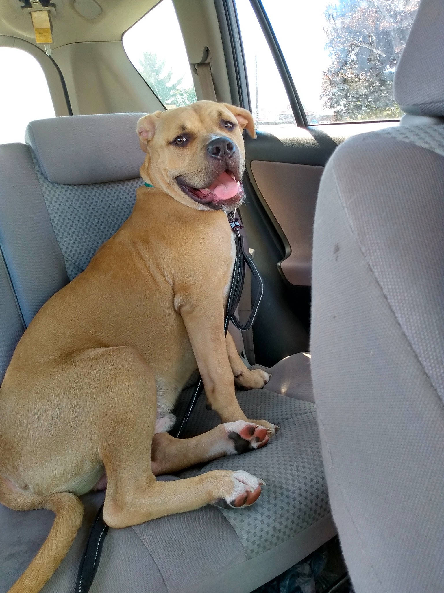 Percy joined the competition — help win amazing prizes! auto_part, canidae, car, car_seat, car_seat_cover, carnivore, collar, companion_dog, dog, dog_breed, dog_collar, dog_supply, family_car, fawn, motor_vehicle, snout, vehicle, vehicle_door, window, working_animal