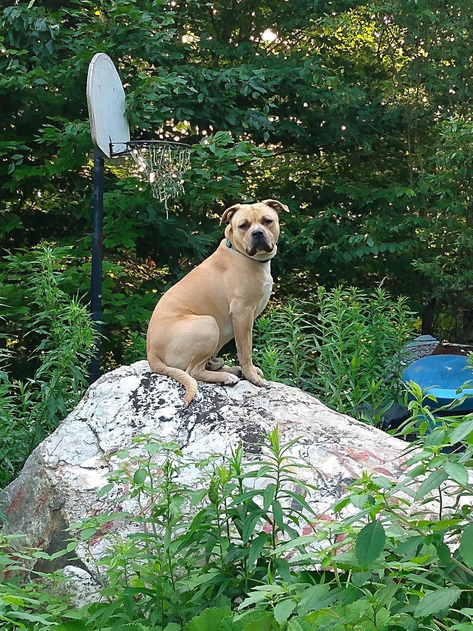 Percy joined the competition — help win amazing prizes! art, canidae, carnivore, companion_dog, dog, dog_breed, fawn, felidae, forest, garden, grass, groundcover, landscape, plant, rock, shrub, small_to_medium_sized_cats, sporting_group, tail, tree