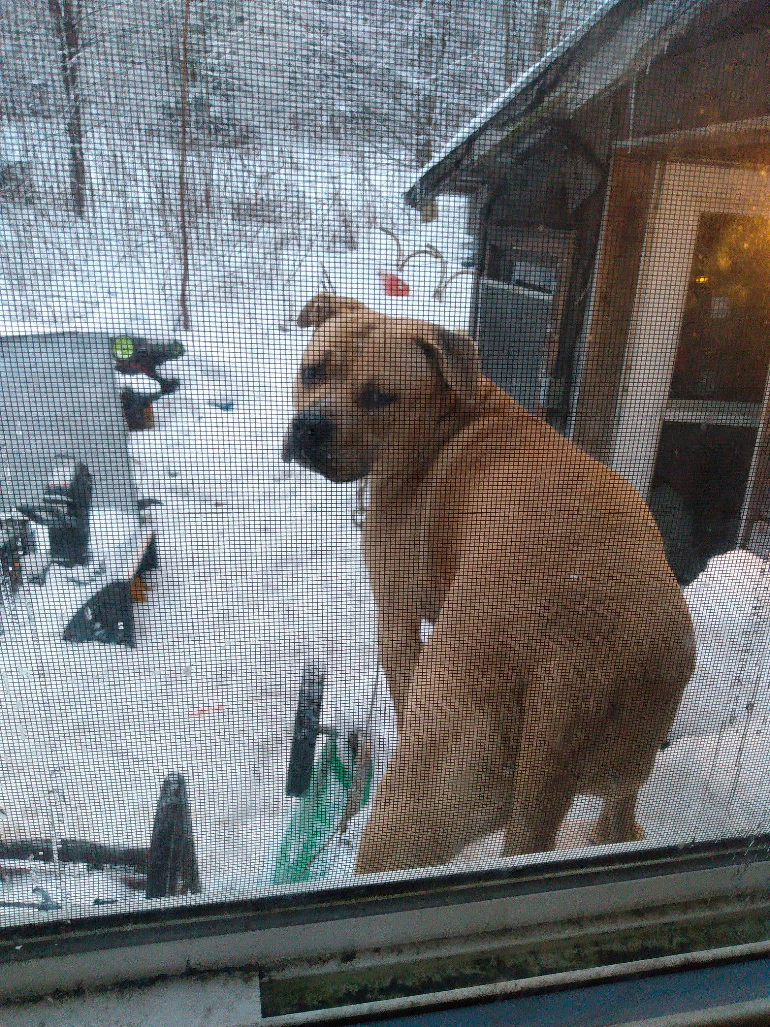 Percy is registered to the contest to win money with this photo: animal_shelter, big_cats, carnivore, companion_dog, dog, dog_breed, dog_crate, dog_supply, fawn, felidae, fence, kennel, mesh, net, pet_supply, service, snout, snow, terrestrial_animal, wire_fencing