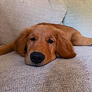 Comet joined the competition — help win amazing prizes! dog, golden_retriever, puppy, sleepy, couch, indoor, pet, fur, nose, relaxed, laying_down, close_up, home, animal, canine, brown, cute, resting, soft, comfort