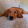 dog, golden_retriever, puppy, sleepy, couch, indoor, pet, fur, nose, relaxed, laying_down, close_up, home, animal, canine, brown, cute, resting, soft, comfort