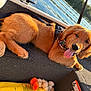 Comet joined the competition — help win amazing prizes! dog, puppy, golden_retriever, boat, water, outdoor, sunlight, happy, tongue_out, bandana, harness, toy, life_jacket, nature, river, trees, fur, pet, canine, relaxing