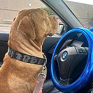 Binx is registered to the contest to win money with this photo: dog, brown_dog, large_dog, short_hair, pet, collar, leash, car, driver_seat, steering_wheel, blue_steering_wheel_cover, vehicle_interior, dashboard, window, outdoor, building, portrait, side_profile, sitting, road_trip