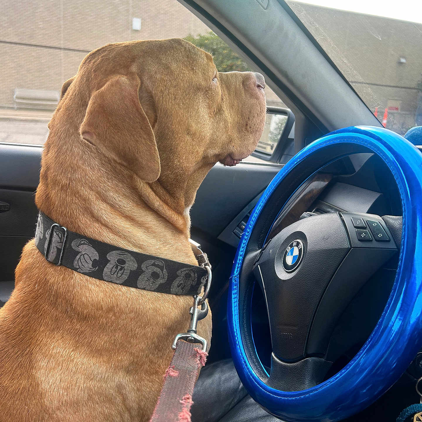Binx is registered to the contest to win money with this photo: dog, brown_dog, large_dog, short_hair, pet, collar, leash, car, driver_seat, steering_wheel, blue_steering_wheel_cover, vehicle_interior, dashboard, window, outdoor, building, portrait, side_profile, sitting, road_trip