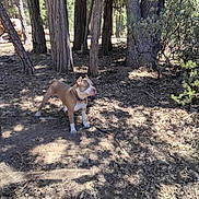 Koa is registered to the contest to win money with this photo: alert, animal, branch, brown_dog, canine, collar, daylight, dog, earth, forest, ground, leaves, nature, outdoor, pet, standing, sunlight, trees, trunk, woodland
