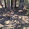 dog, forest, trees, outdoor, nature, sunlight, leaves, animal, pet, standing, alert, brown_dog, collar, earth, woodland, daylight, canine, trunk, branch, ground
