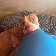 Koa Galler is registered to the contest to win money with this photo: animal, blue_cushion, brown_dog, canine, close_up, couch, cozy, cushion, dog, eyes, face, home, indoor, lying_down, nose, pet, pit_bull, portrait, resting, sleepy
