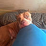 animal, blue_cushion, brown_dog, canine, close_up, couch, cozy, cushion, dog, eyes, face, home, indoor, lying_down, nose, pet, pit_bull, portrait, resting, sleepy