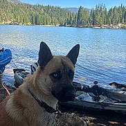 Kona Galler joined the competition — help win amazing prizes! dog, canine, outdoors, lake, mountains, forest, pine_trees, kayak, watercraft, shoreline, nature, landscape, blue_sky, clouds, sunlight, adventure, travel, camping, collar, portrait