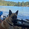 adventure, blue_sky, camping, canine, clouds, collar, dog, forest, kayak, lake, landscape, mountains, nature, outdoors, pine_trees, portrait, shoreline, sunlight, travel, watercraft