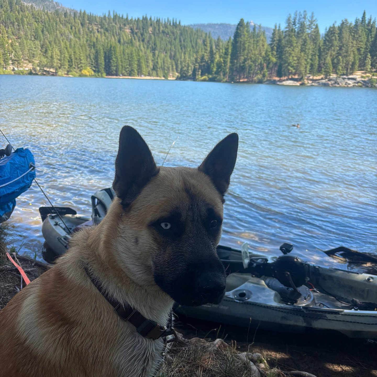 Kona Galler joined the competition — help win amazing prizes! dog, canine, outdoors, lake, mountains, forest, pine_trees, kayak, watercraft, shoreline, nature, landscape, blue_sky, clouds, sunlight, adventure, travel, camping, collar, portrait