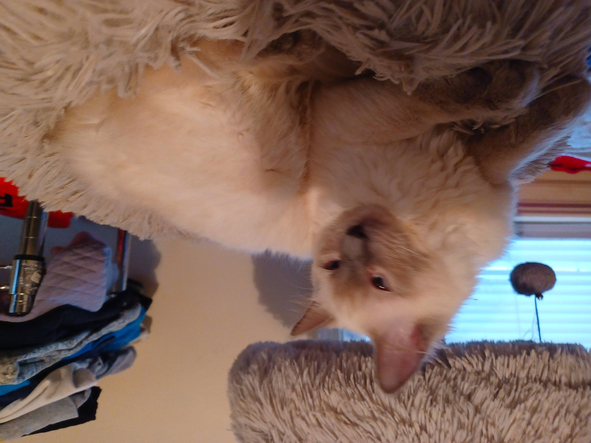 Baloo is registered to the contest to win money with this photo: canidae, carnivore, cat, claw, cockatoo, companion_dog, dog_breed, fang, fawn, felidae, fur, paw, room, small_to_medium_sized_cats, spitz, sporting_group, tail, whiskers, wood