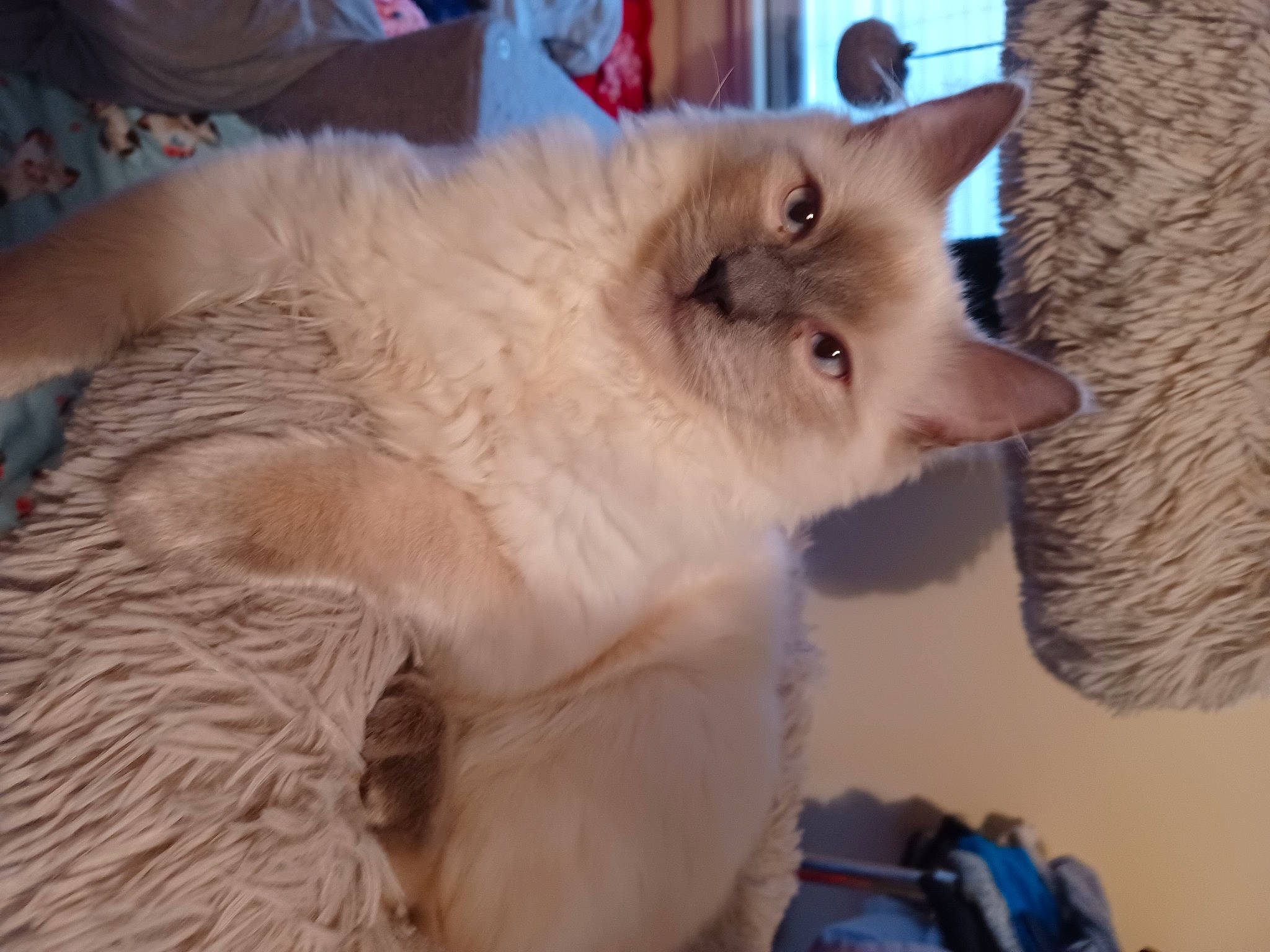 Baloo is registered to the contest to win money with this photo: balinese, blue, british_longhair, carnivore, cat, claw, domestic_short_haired_cat, fawn, felidae, fur, paw, ragdoll, small_to_medium_sized_cats, snout, tail, thai, whiskers