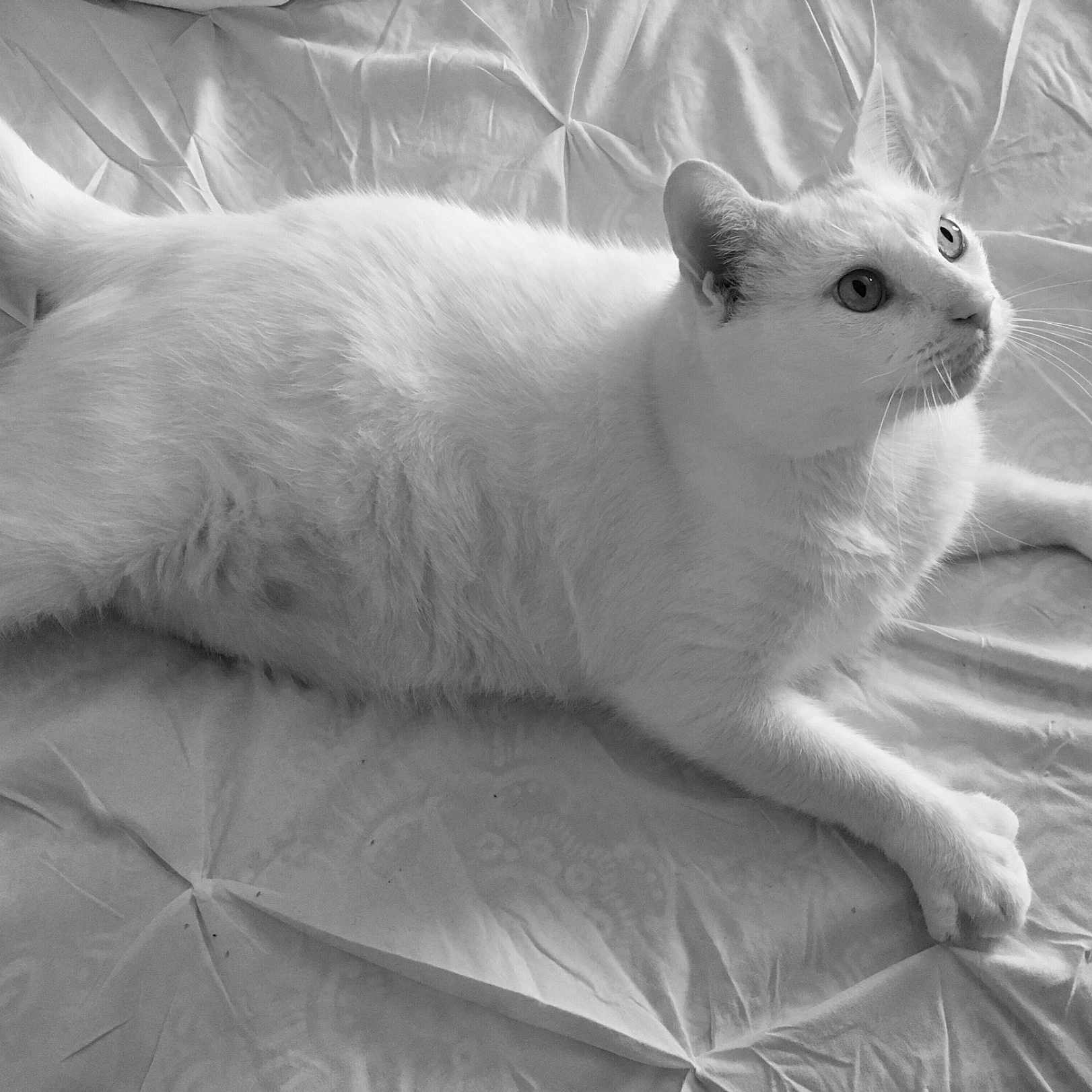 Jobe joined the competition — help win amazing prizes! black_and_white, british_shorthair, burmilla, carnivore, cat, colorpoint_shorthair, domestic_short_haired_cat, felidae, fur, khao_manee, mammal, small_to_medium_sized_cats, tail, turkish_angora, turkish_van, whiskers, white