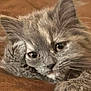 Moka a rejoint le concours — aidez-le/la à gagner de superbes lots ! cat, kitten, gray_fur, close_up, resting, paw, whiskers, pet, animal, cute, feline, indoor, fur, portrait, lying_down, expression, face, eyes, soft, cozy