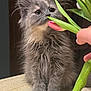 Moka participe au concours pour gagner de l'argent avec cette photo : kitten, gray_cat, flower, tulip, pet, feline, cute, curious, fur, whiskers, indoor, marble_surface, hand, plant, green_leaves, closeup, adorable, young_cat, domestic_cat, sniffing
