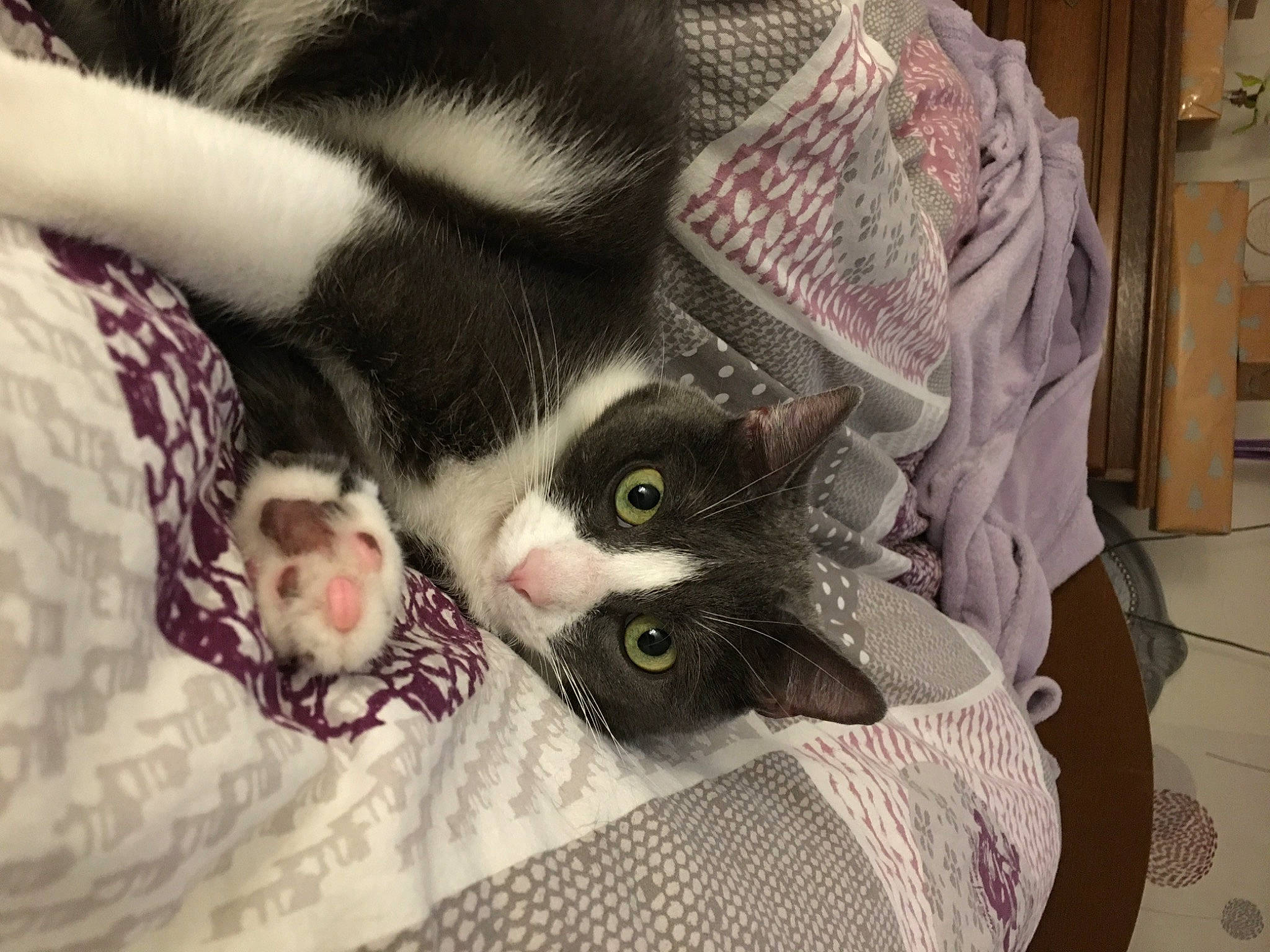 Didi participe au concours pour gagner de l'argent avec cette photo : blanket, carnivore, cat, claw, comfort, domestic_short_haired_cat, felidae, fur, houseplant, linens, nap, pattern, paw, plant, room, small_to_medium_sized_cats, tail, whiskers